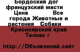 Бордоский дог ( французский масти)  › Цена ­ 50 000 - Все города Животные и растения » Собаки   . Красноярский край,Талнах г.
